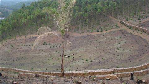 Sítio à venda em Mairiporã (Mairiporã), 3 dormitórios, 1 banheiro, 72.600 m2 de área útil, código 36-620 (2/4)