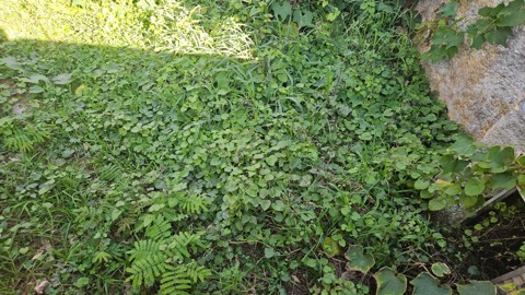 Terreno à venda em Guarulhos com 300 m2 de área útil, código 181-2279 (6/10)