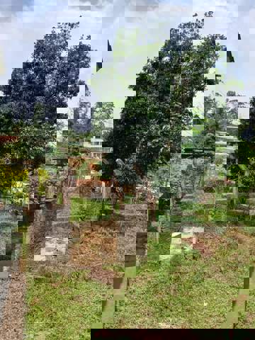 Sítio à venda em Guarulhos (Água Azul), 2 dormitórios, 1 banheiro, 8 vagas, código 300-1042 (21/21)