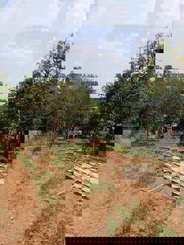 Sítio à venda em Guarulhos (Água Azul), 1.200 m2 de área total, código 300-1319 (11/14)