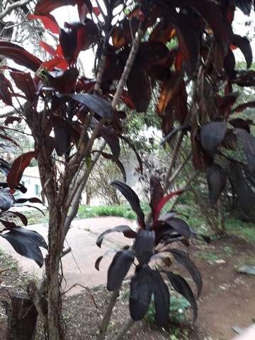 Casa à venda em São Paulo (Sumaré - Perdizes), 7 dormitórios, 2 suites, 3 banheiros, 4 vagas, 430 m2 de área útil, código 310-404 (23/23)